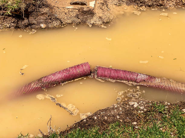Best Mold removal after water damage  in Lemmon, SD